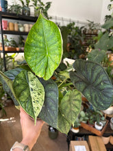 Kép betöltése a galériamegjelenítőbe: Alocasia "Dragon scale mint" 11cm - 5.
