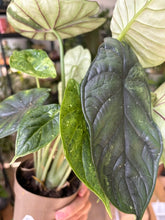 Kép betöltése a galériamegjelenítőbe: Alocasia "Dragon scale mint" 11cm - 5.

