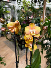 Kép betöltése a galériamegjelenítőbe: Phalaenopsis "Las Vegas" - 3 virágszáras - Tropical Home 
