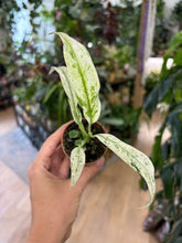 Kép betöltése a galériamegjelenítőbe: Rhaphidophora puberula variegata 6cm
