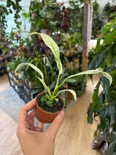 Kép betöltése a galériamegjelenítőbe: Rhaphidophora puberula variegata 6cm

