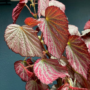 Begonia "Two face" - Tropical Home 