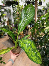 Kép betöltése a galériamegjelenítőbe: Dieffenbachia "Crocodile" - Buzogányvirág - Dumb cane - Tropical Home 
