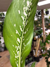 Kép betöltése a galériamegjelenítőbe: Dieffenbachia "Crocodile" - Buzogányvirág - Dumb cane - Tropical Home 

