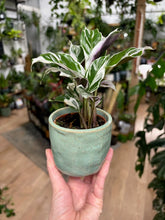 Kép betöltése a galériamegjelenítőbe: _Iron kőkerámia kaspó türkiz 7cm - Tropical Home 
