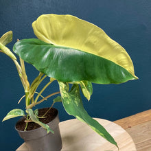 Kép betöltése a galériamegjelenítőbe: Philodendron Burle Marx variegata 1. - Tropical Home 
