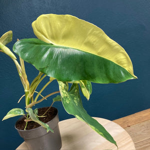 Philodendron Burle Marx variegata 1. - Tropical Home 