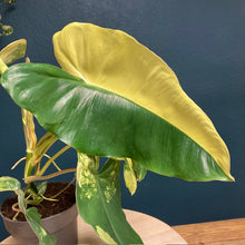 Kép betöltése a galériamegjelenítőbe: Philodendron Burle Marx variegata 1. - Tropical Home 

