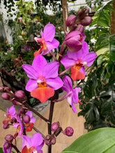 Kép betöltése a galériamegjelenítőbe: Phalaenopsis "Table mistery" - Tropical Home 
