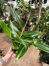 Kép betöltése a galériamegjelenítőbe: Alpinia zerumbet variegata - Tarka gyömbér - Shell ginger - Tropical Home 
