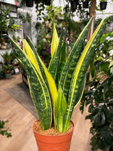 Kép betöltése a galériamegjelenítőbe: Sansevieria trif. "Golden flame" - Anyósnyelv - Tropical Home 
