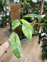 Kép betöltése a galériamegjelenítőbe: Rhaphidophora megasperma "Gorilan" variegata - Tropical Home 
