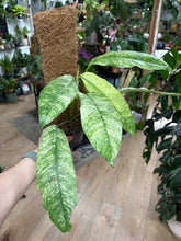 Kép betöltése a galériamegjelenítőbe: Rhaphidophora megasperma "Gorilan" variegata - Tropical Home 
