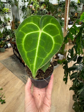 Kép betöltése a galériamegjelenítőbe: Anthurium clarinervium 6cm - Tropical Home 
