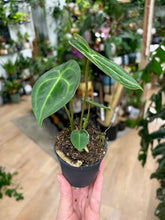 Kép betöltése a galériamegjelenítőbe: Anthurium clarinervium 6cm - Tropical Home 
