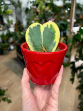 Kép betöltése a galériamegjelenítőbe: Hoya kerrii "Albomarginata" - kaspóval - Tropical Home 
