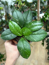 Kép betöltése a galériamegjelenítőbe: Hoya crassipetiolata splash round leaf - Tropical Home 
