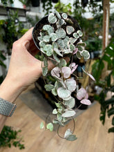 Kép betöltése a galériamegjelenítőbe: Ceropegia woodii variegata 9cm átmérő - Ámpolna gyertyavirág - String of hearts - Tropical Home 
