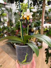 Kép betöltése a galériamegjelenítőbe: Phalaenopsis Mini Mark - Tropical Home 
