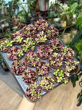 Kép betöltése a galériamegjelenítőbe: Anacampseros rufescens - Sunrise succulent
