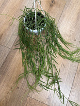 Kép betöltése a galériamegjelenítőbe: Hoya linearis - Tropical Home 
