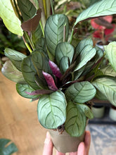 Kép betöltése a galériamegjelenítőbe: Ctenanthe burle-marxii "Amagris" 9cm
