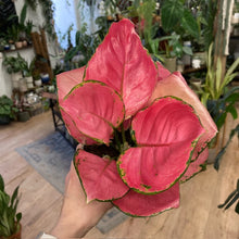 Kép betöltése a galériamegjelenítőbe: Aglaonema &quot;Pink star&quot; - Rákvirág - Chinese Evergreen
