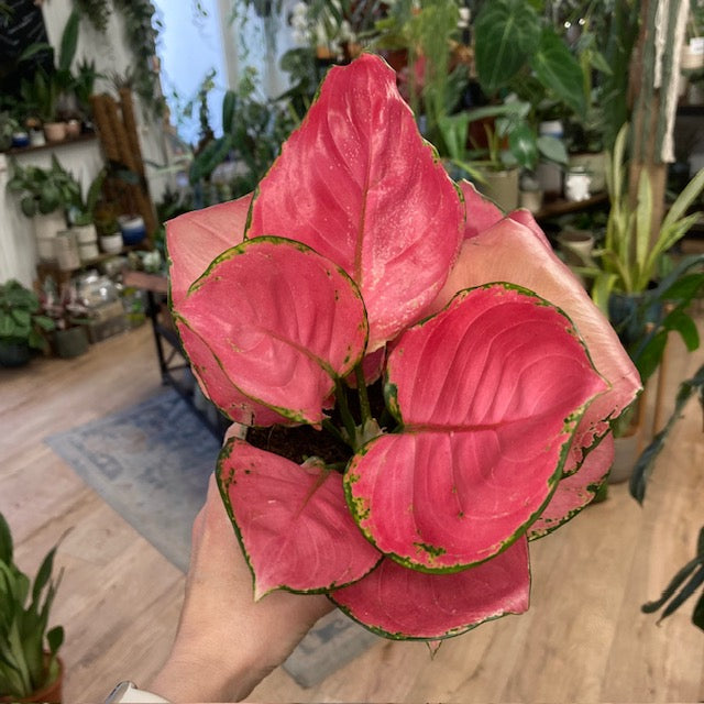 Aglaonema 