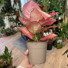 Kép betöltése a galériamegjelenítőbe: Aglaonema &quot;Pink star&quot; - Rákvirág - Chinese Evergreen
