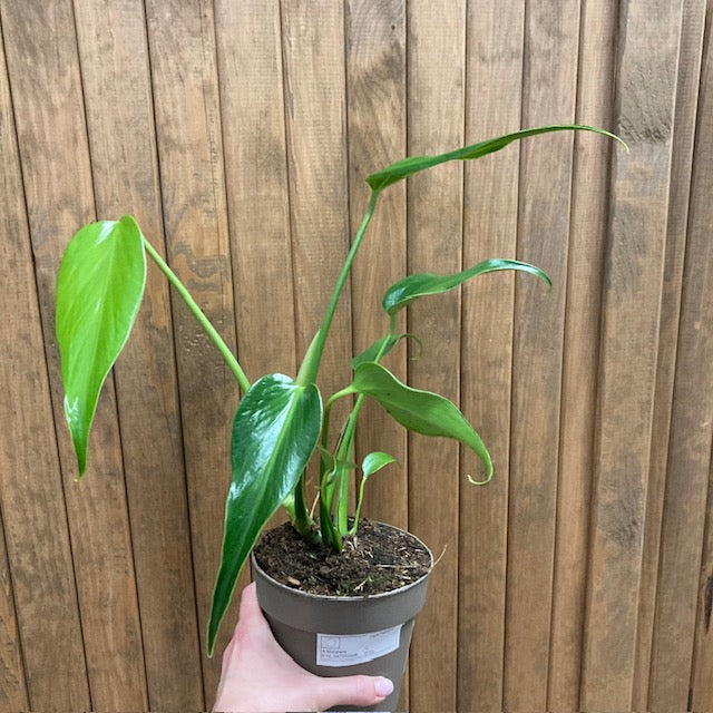 Monstera burle-marx 