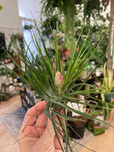 Kép betöltése a galériamegjelenítőbe: Tillandsia stricta
