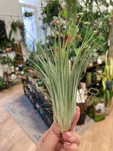 Kép betöltése a galériamegjelenítőbe: Tillandsia stricta
