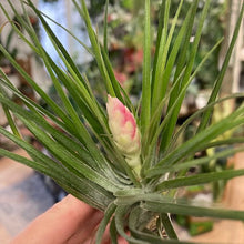 Kép betöltése a galériamegjelenítőbe: Tillandsia stricta
