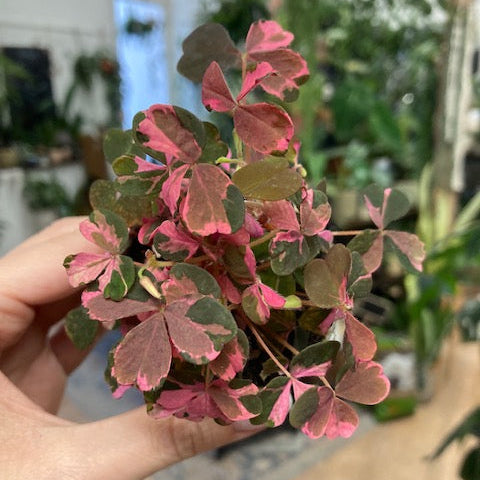 Oxalis vulcanicola variegata mini - Oxalis Plum Crazy