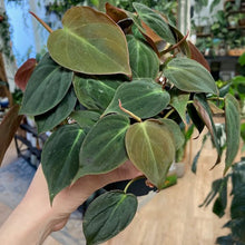 Kép betöltése a galériamegjelenítőbe: Philodendron hederaceum “Micans&quot; - Tropical Home 
