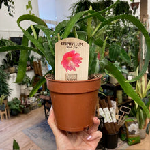 Kép betöltése a galériamegjelenítőbe: Epiphyllum &quot;Red tip&quot;
