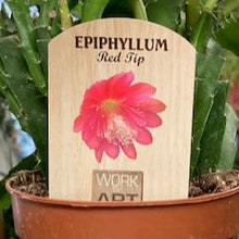 Kép betöltése a galériamegjelenítőbe: Epiphyllum &quot;Red tip&quot; mini
