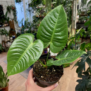 Anthurium veitchii