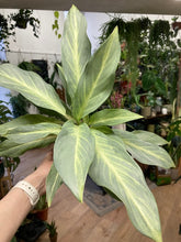 Kép betöltése a galériamegjelenítőbe: Aglaonema &quot;Aqua green&quot; - Rákvirág - Chinese Evergreen
