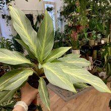 Kép betöltése a galériamegjelenítőbe: Aglaonema &quot;Aqua green&quot; - Rákvirág - Chinese Evergreen
