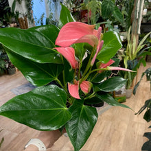 Kép betöltése a galériamegjelenítőbe: Anthurium andreanum &quot;Joli&quot;
