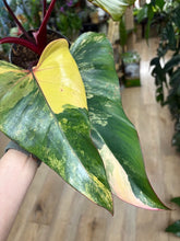 Kép betöltése a galériamegjelenítőbe: Philodendron "Strawberry Shake" 1. - Tropical Home 
