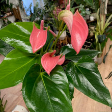 Kép betöltése a galériamegjelenítőbe: Anthurium andreanum &quot;Joli&quot;
