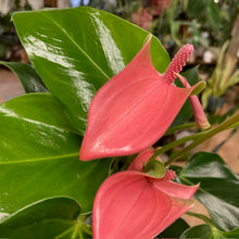 Kép betöltése a galériamegjelenítőbe: Anthurium andreanum &quot;Joli&quot;
