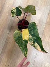 Kép betöltése a galériamegjelenítőbe: Philodendron "Strawberry Shake" 1. - Tropical Home 
