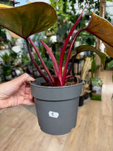 Kép betöltése a galériamegjelenítőbe: Philodendron "Strawberry Shake" 1. - Tropical Home 
