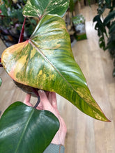 Kép betöltése a galériamegjelenítőbe: Philodendron "Strawberry Shake" 2. - Tropical Home 
