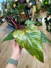 Kép betöltése a galériamegjelenítőbe: Philodendron "Strawberry Shake" 3. - Tropical Home 
