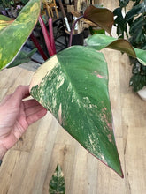 Kép betöltése a galériamegjelenítőbe: Philodendron "Strawberry Shake" 3. - Tropical Home 
