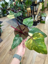 Kép betöltése a galériamegjelenítőbe: Philodendron "Strawberry Shake" 3. - Tropical Home 
